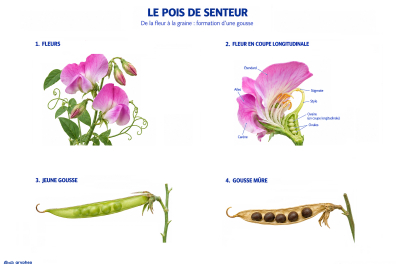 La formation du fruit chez le Pois de senteur